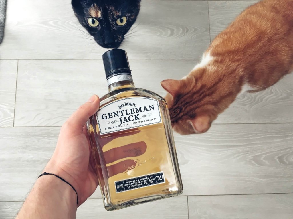 Butelka Gentleman Jack whiskey i koty